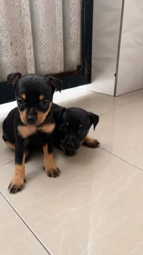 Pinscher 