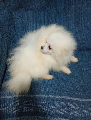 Spitz alemão macho anão com 8 meses com todas as vacinas ursinho