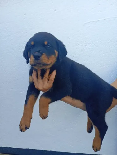 Filhote De Rottweiler Alemão