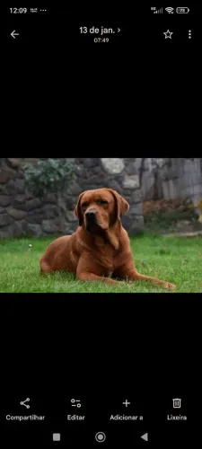 Labrador para a doação responsável.