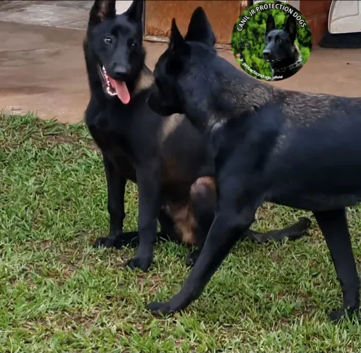 Pastor Belga de Malinois
