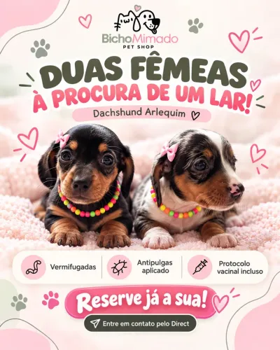 Filhotes Daschund arlequim