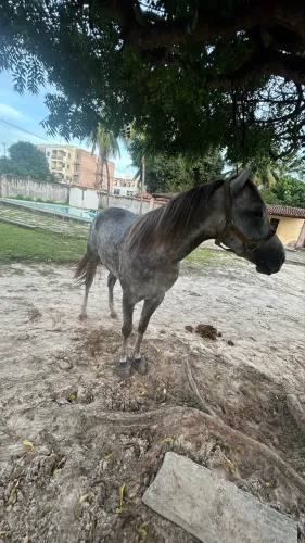 Cavalo quarto de milha 