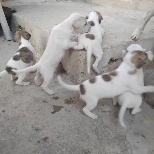Cachorros para doação