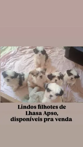 Filhotes de Lhasa Apso 