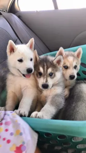 Husku Siberiano - Seu companheiro de quatro patas está esperando por você.