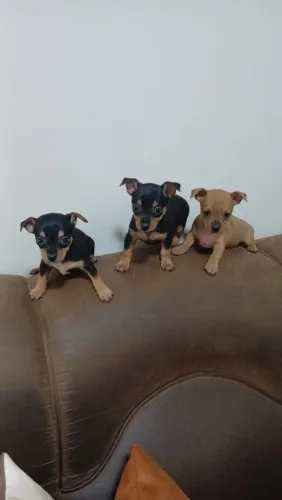 Pinscher fêmea 0