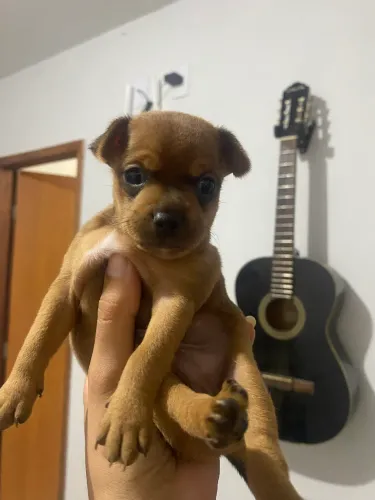 Pinscher