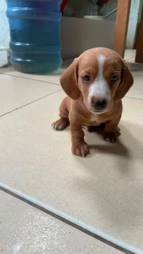 Venda-se cachorro raça cofap
