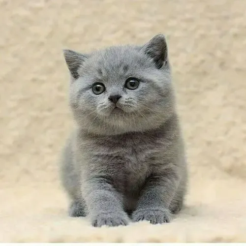 British Shorthair Machos e Femeas 
