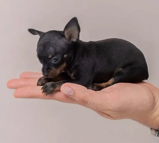 Filhotes fofos pinscher disponivel vermifugado