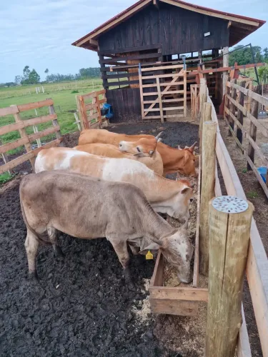 NOVILHOS À VENDA - PADRÃO E QUALIDADE ?