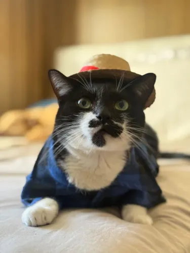 Gatinhos para adoção