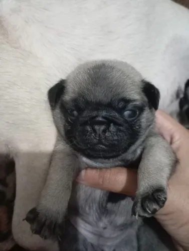 Vendo filhote de pug 