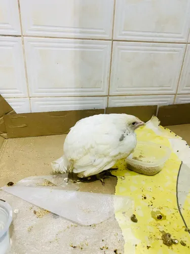Doação LEIA A DESCRIÇÃO Galinha ovo azul
