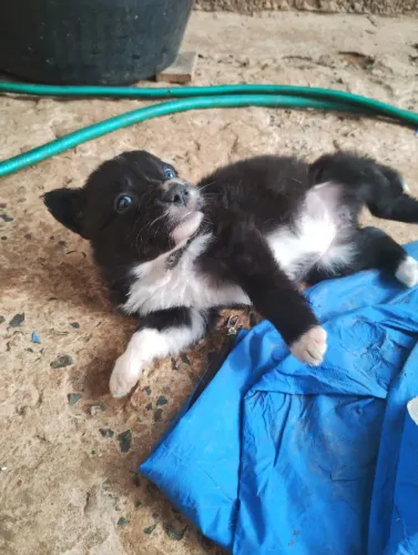Fêmeas de bolder collie 