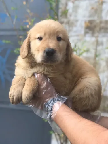 Seu Golden dos Sonhos: Pedigree, Qualidade e Garantia de Procedência
