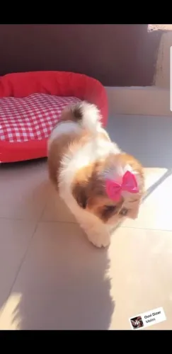 Shih tzu venda particular