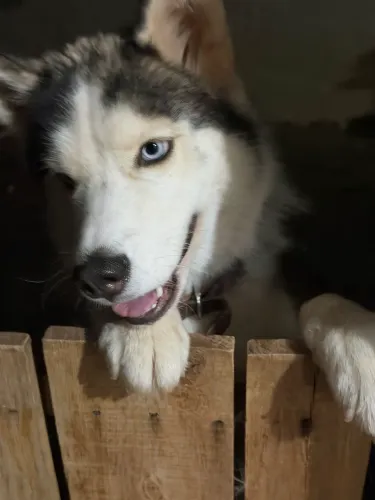 Doação Husky Fêmea