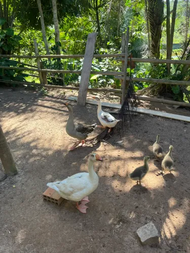 Vendo 4 animais fêmeas e machos 