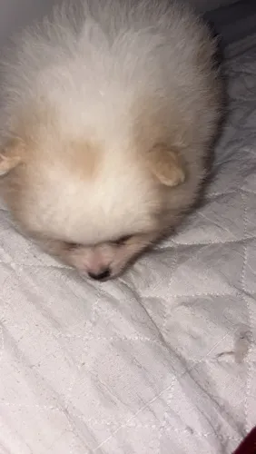 Lulu da pomerânia