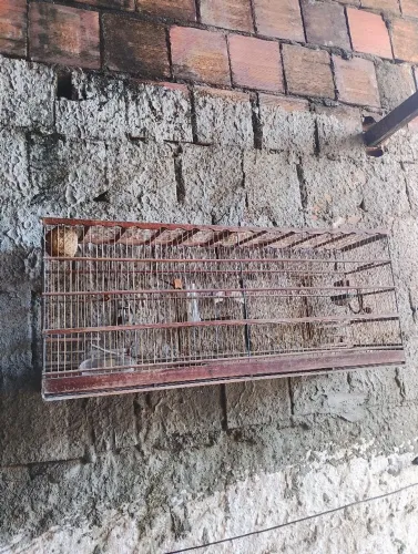 Gaiola grande