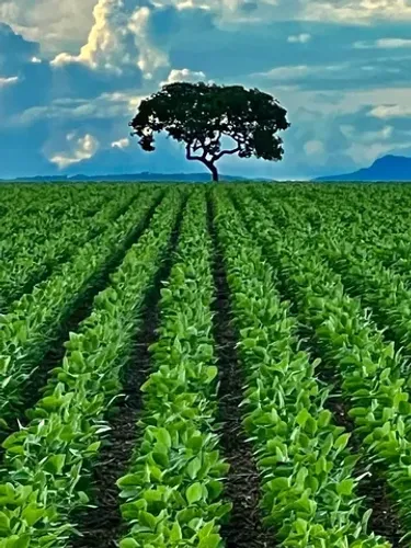 Fazenda de 260 alq em Corumbá-Go