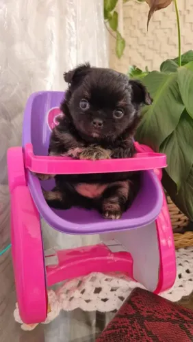 Chihuahua machos e fêmeas,pelo curto e longo.