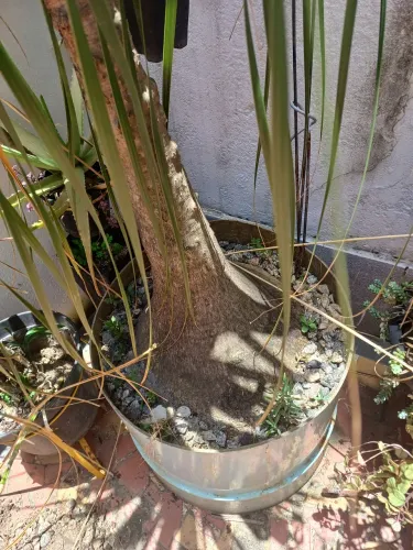 Pata de elefante  2 mestros  retirada  ilha do governador  está linda e saudável  