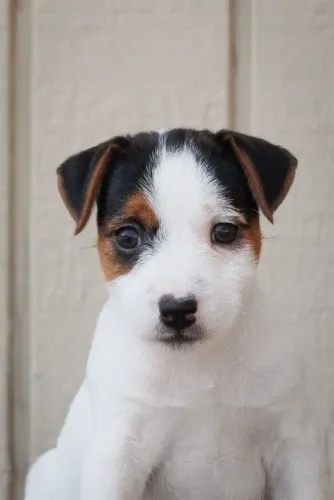 Jack Russell Terrier Fêmea Mini - Esperta e pronta para o lar