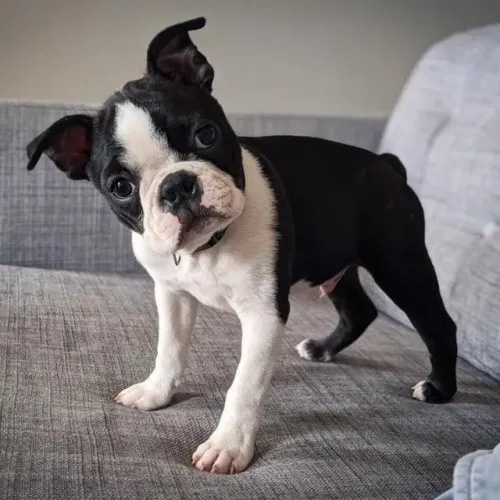 Boston Terrier - Amor e Energia de sobra