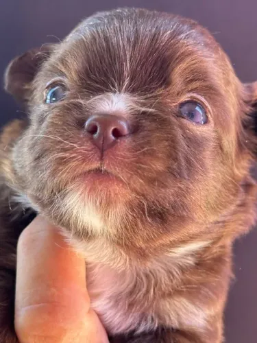 Chihuahua Mini chocolate- Linda e Ideal Para Apartamentos!