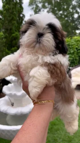 Shih Tzu