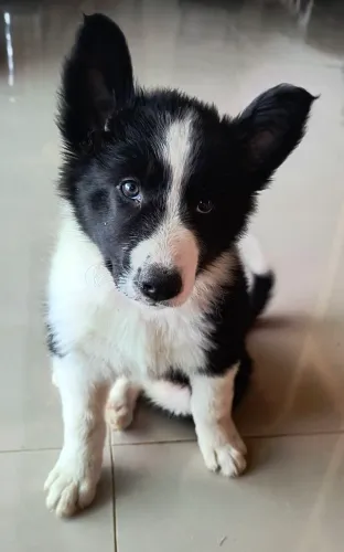 Border collie disponível 