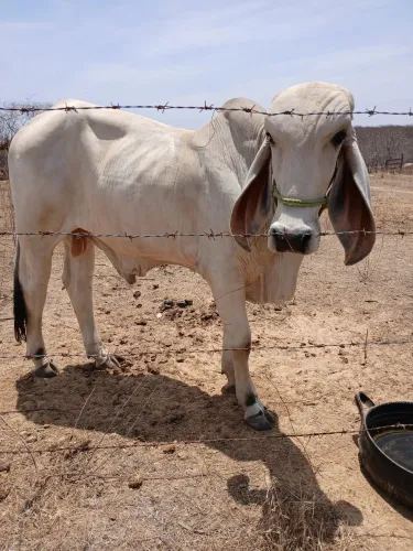 Garrote reprodutor indio raça pura.