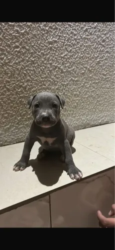 Vende-se pitbull