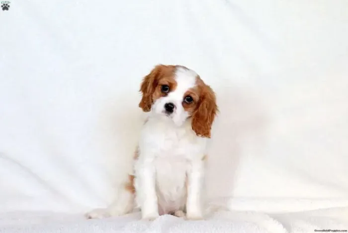 Cavalier King delicado - puro charme