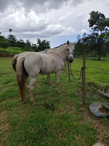 CAVALO BRANCO MEIO SANGUE