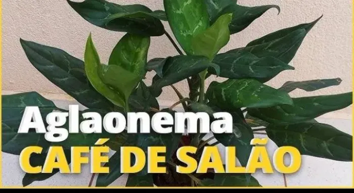 Vendo 35 mudas de planta aglaonema verde