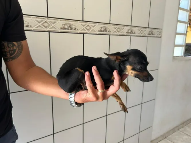 Fêmea de pinscher adulta