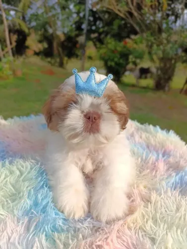 Shihtzu