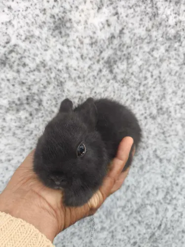 Meu pet peludo