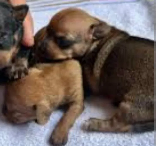 Filhote pinscher ?