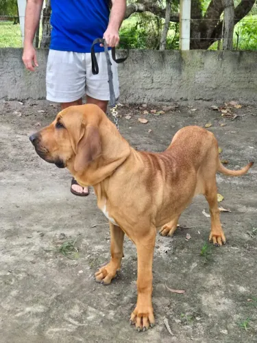 Venda de Fila Brasileiro Jovens.