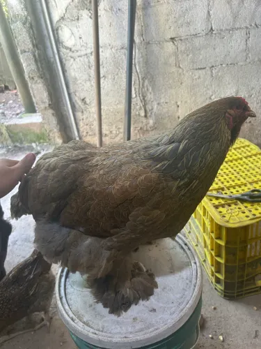 Galinha Brahma Perdiz