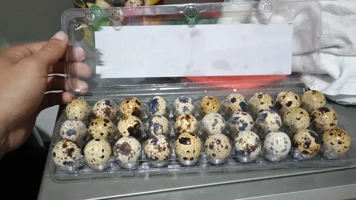 Ovos galados 