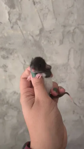 Rato Twister
