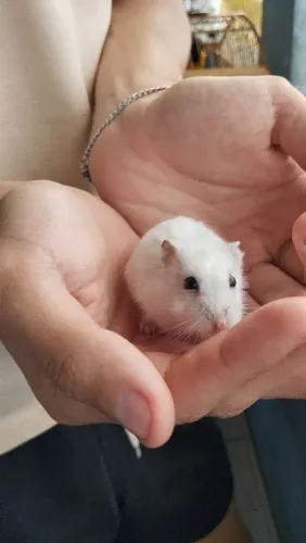 Hamster 
