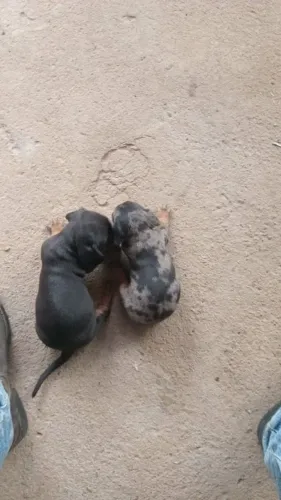 Cachorro Cofap Dachshund
