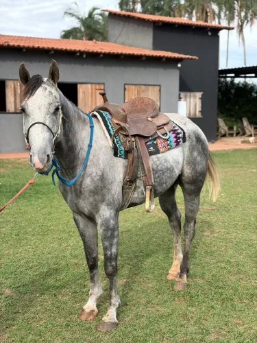 Cavalo Quarto de Milha PO